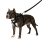 🔥50% OFF 🐶 Easy On-Off Padded Dog Harness for Walking